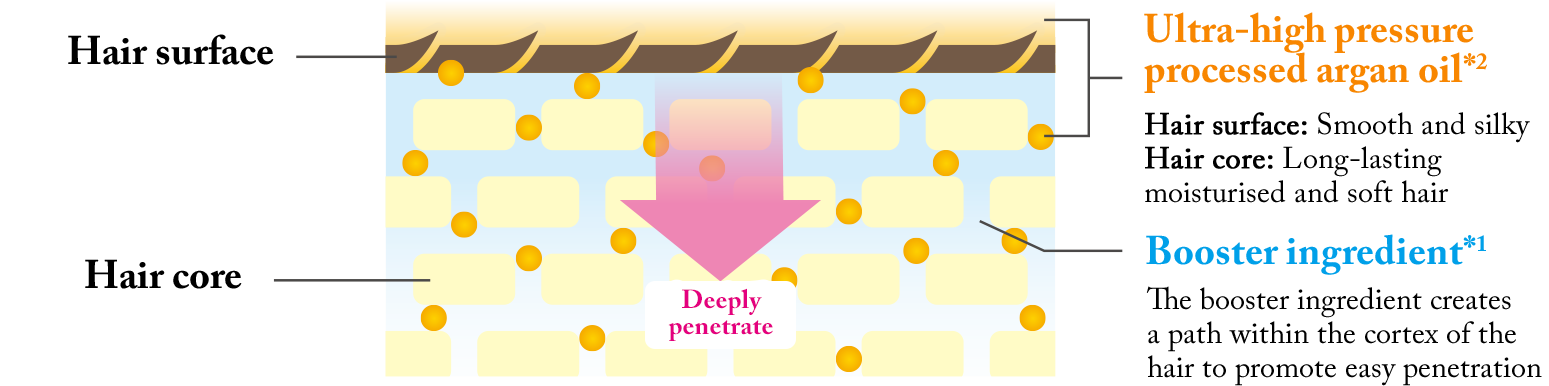 Hair surface | Hair core | Ultra-high pressure processed argan oil*2 The booster ingredient creates a path within the cortex of the hair to promote easy penetration
| Hair surface: Smooth and silky | Hair core: Long-lasting moisturised and soft hair | Booster ingredient*1 | The booster ingredient creates a path within the cortex of the hair to promote easy penetration